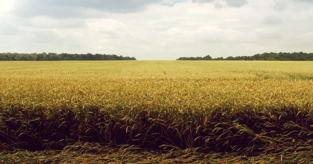 Grandmother Jailed 5 Months After AI Facial Recognition Error